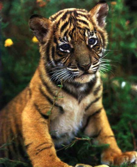 Il est pas adorable ce ptit tigre ?