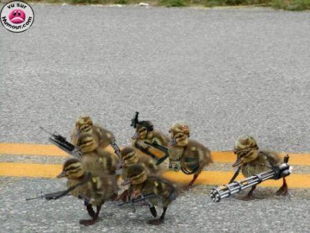 C'est l'attaque des poussins !!!