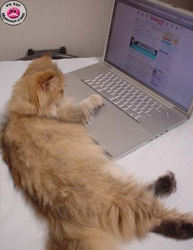 Un chat surdoué