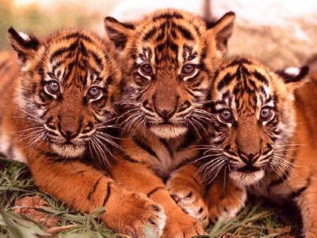 Ils sont magnifiques !!!