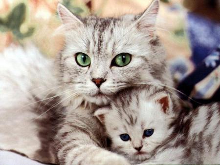 Des yeux magnifiques !!!