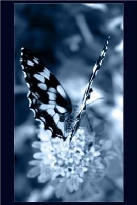 Comme un papillon...
