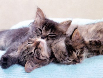 Trop chou !!!